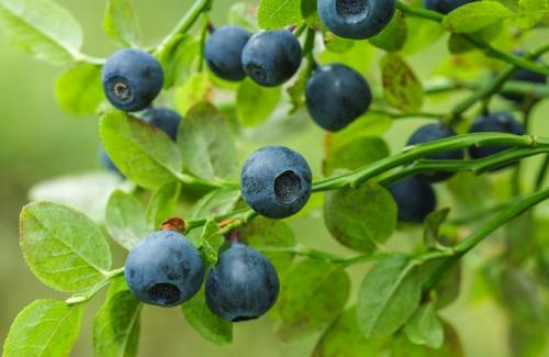 Сезон черники. Когда начинается сбор черники в регионах России и как ее собирать быстро и правильно