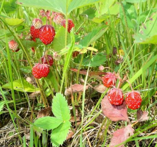 Какие ягоды сейчас в лесу. Лесные ягоды — название и фото распространенных съедобных и ядовитых культур