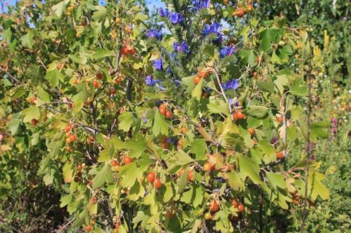 Какие ягоды сейчас в лесу. Лесные ягоды — название и фото распространенных съедобных и ядовитых культур