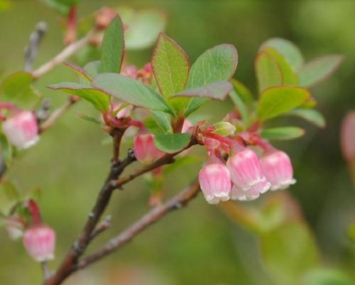 Сезон черники. Когда начинается сбор черники в регионах России и как ее собирать быстро и правильно