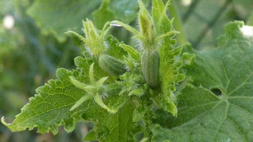 Острый перец на подоконнике: как вырастить жгучий плод дома 05 Острый перец на подоконнике: как вырастить жгучий плод дома 05