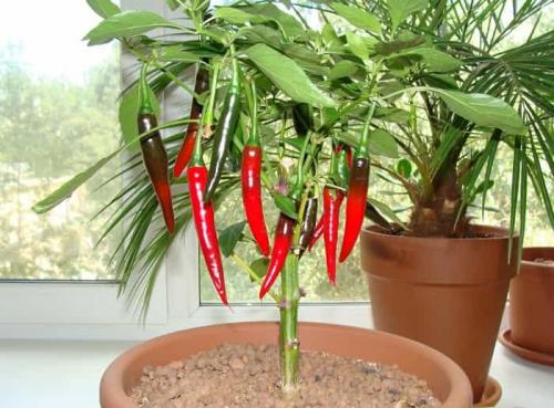 Можно ли выращивать острый перец на подоконнике круглый год. Правила посадки