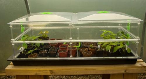 Острый перец на подоконнике: как вырастить жгучий плод дома 04 Острый перец на подоконнике: как вырастить жгучий плод дома 04