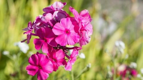 Перспективные сорта красной и белой смородины. Красная белая и розовая смородина лучшие сорта 06 Перспективные сорта красной и белой смородины. Красная белая и розовая смородина лучшие сорта 06