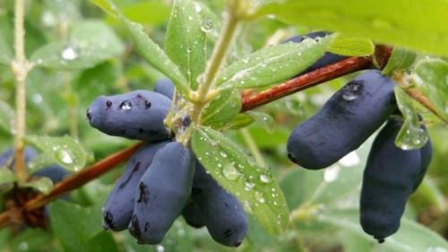 Перспективные сорта красной и белой смородины. Красная белая и розовая смородина лучшие сорта 04 Перспективные сорта красной и белой смородины. Красная белая и розовая смородина лучшие сорта 04