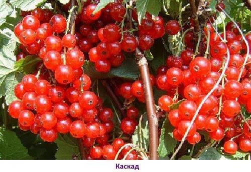 Лучшие сорта красной смородины