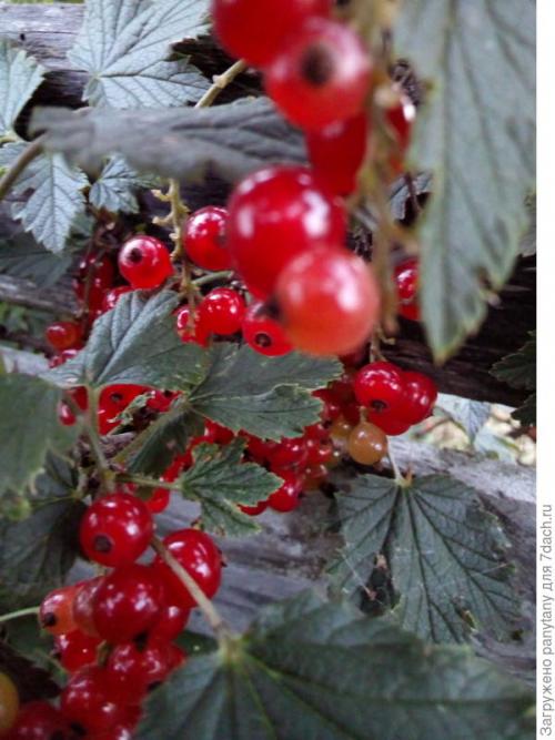 Сорт красной смородины Ненаглядная выведен недавно. Ненаглядная моя красная смородина