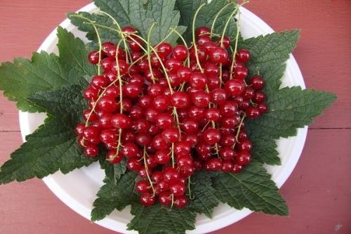 Красная смородина натали. Смородина Натали: описание сорта