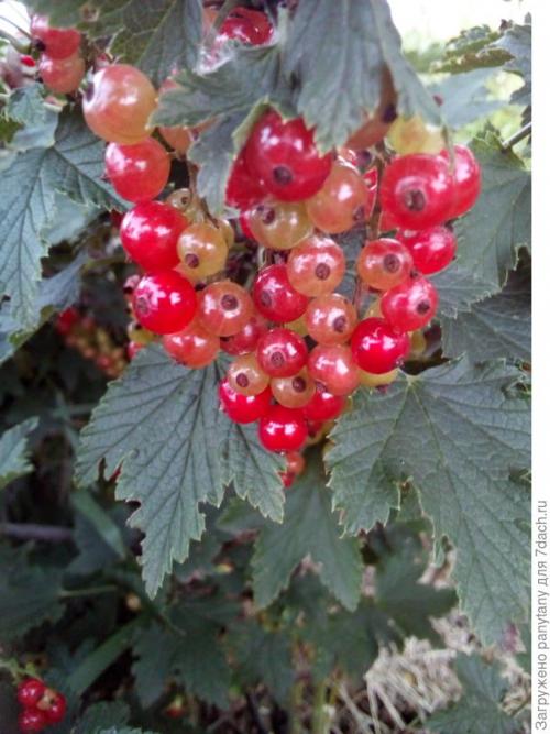 Сорт красной смородины Ненаглядная выведен недавно. Ненаглядная моя красная смородина