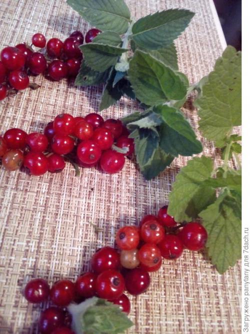 Сорт красной смородины Ненаглядная выведен недавно. Ненаглядная моя красная смородина