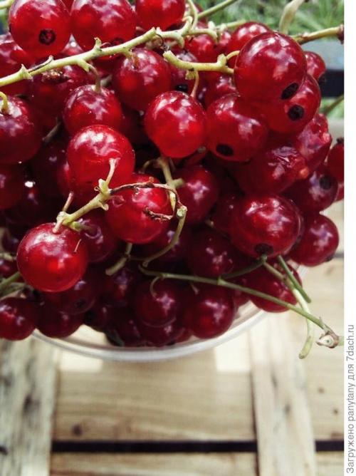 Сорт красной смородины Ненаглядная выведен недавно. Ненаглядная моя красная смородина