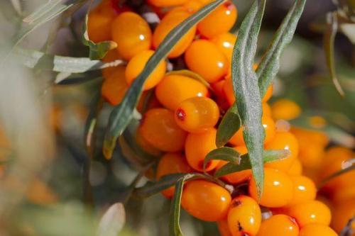 Мужские сорта облепихи. Описание и характеристики 60 лучших сортов облепихи, как выбрать зависимо от региона