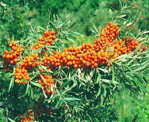 Мужские сорта облепихи. Описание и характеристики 60 лучших сортов облепихи, как выбрать зависимо от региона