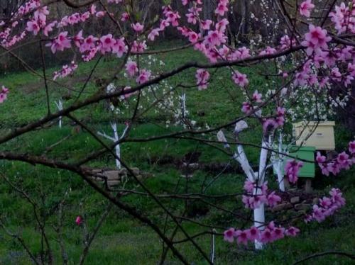 Можно ли выращивать пчёл для производства горного мёда в домашних условиях. Создание удобств для пчёл на участке