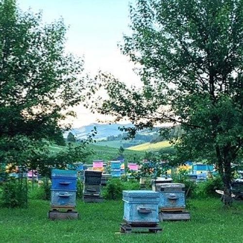 Горный мёд: полезные свойства и особенности 02 Горный мёд: полезные свойства и особенности 02