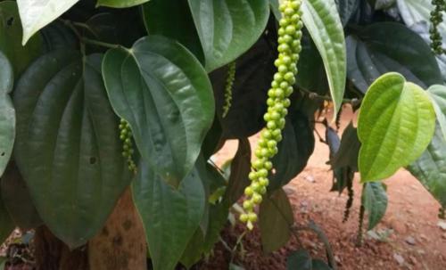 Черный перец на подоконнике: как вырастить пряность у себя дома 09 Черный перец на подоконнике: как вырастить пряность у себя дома 09