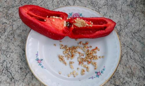 Взять семена черного перца горошка: где и как 04 Взять семена черного перца горошка: где и как 04