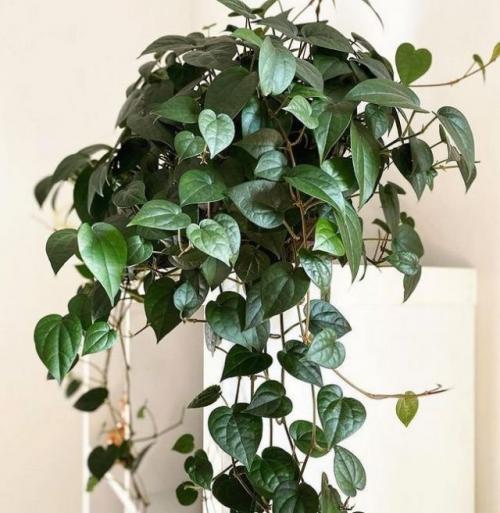 Как выбрать семена черного перца для выращивания на подоконнике. Условия выращивания для комнатного черного перца