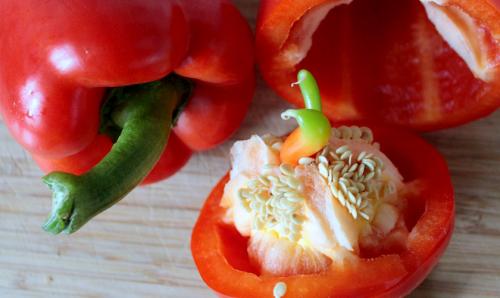 Взять семена черного перца горошка: где и как 05 Взять семена черного перца горошка: где и как 05