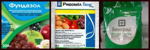 Как обеспечить защиту клубники от вредителей и болезней после пересадки в мае. Препараты для весенней обработки клубничных плантаций