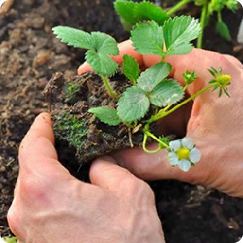 Какие инструменты и материалы необходимы для пересадки клубники в мае. ПОСАДКА КЛУБНИКИ САДОВОЙ