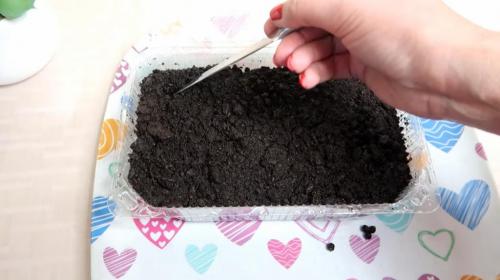 Черный перец на подоконнике: как вырастить пряность у себя дома 05 Черный перец на подоконнике: как вырастить пряность у себя дома 05