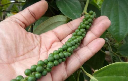 Черный перец на подоконнике: как вырастить пряность у себя дома 08 Черный перец на подоконнике: как вырастить пряность у себя дома 08