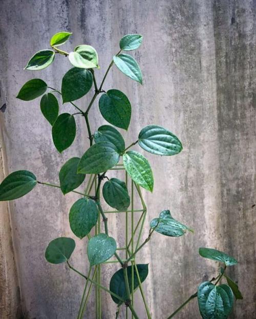 Как ухаживать за растением перец черный горошек. Уход за перцем черным в домашних условиях