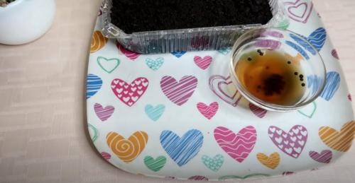 Черный перец на подоконнике: как вырастить пряность у себя дома 12 Черный перец на подоконнике: как вырастить пряность у себя дома 12