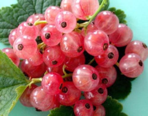 Голландские сорта красной смородины. Описание сортов смородины Голландская розовая, красная