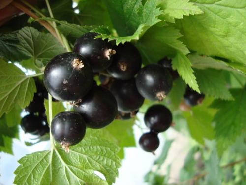 Лучшие сорта черной смородины по разным критериям