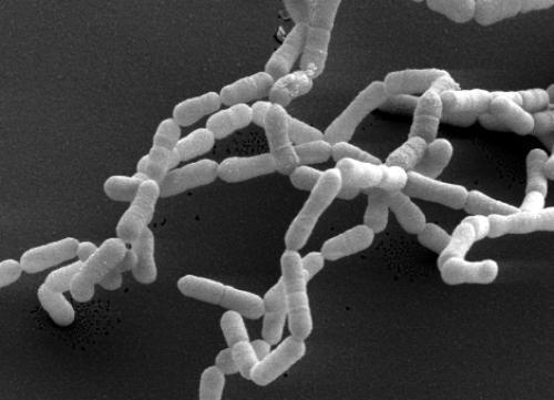 Влияние употребления красного вина на микробиом человека. Пивные полифенолы, кишечный микробиом и здоровье 02 Влияние употребления красного вина на микробиом человека. Пивные полифенолы, кишечный микробиом и здоровье 02