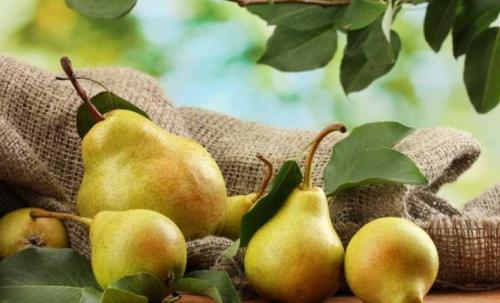Груша польза и вред. Польза и вред груши — показания и противопоказания по выбору и применению груши (100 фото)