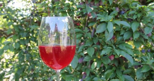 Как сделать винные дрожжи из винограда. Как приготовить винные дрожжи в домашних условиях