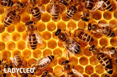 Полезные свойства высокогорного меда: что делает его уникальным 01 Полезные свойства высокогорного меда: что делает его уникальным 01