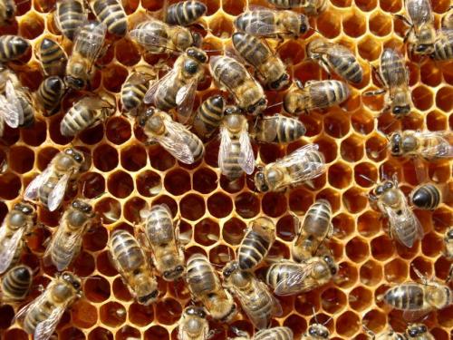 Самый дорогой мёд в мире: открываем секреты элитного пчелиного продукта 06