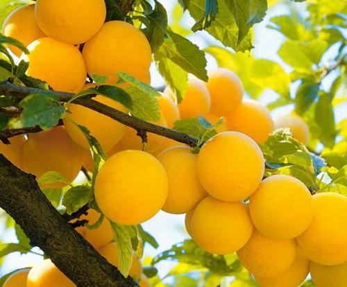 Что вкуснее: алыча или слива. Чем отличается слива от алычи — сравнение и особенности каждого вида