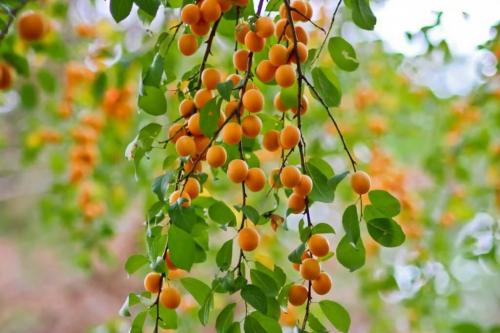 Что вкуснее: алыча или слива. Чем отличается слива от алычи — сравнение и особенности каждого вида