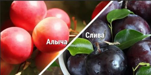 Что вкуснее: алыча или слива. Чем отличается слива от алычи — сравнение и особенности каждого вида