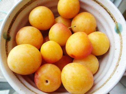 Чем алыча от сливы отличается. Чем отличается алыча от сливы и что лучше 01 Чем алыча от сливы отличается. Чем отличается алыча от сливы и что лучше 01