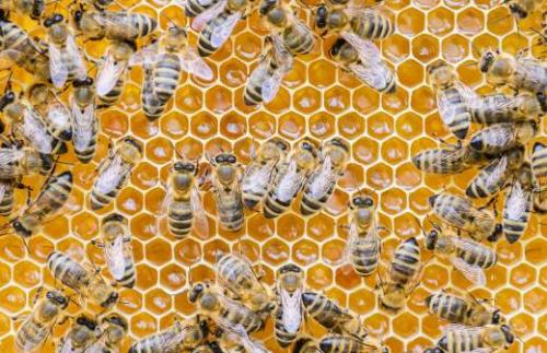 Полезные свойства и противопказания горного мёда: что нужно знать 03