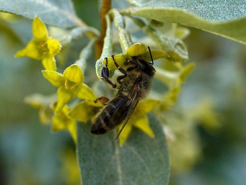 Чем алтайский мед лучше других: уникальные свойства и преимущества 12