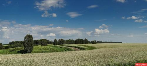 Чем алтайский мед лучше других: уникальные свойства и преимущества 10