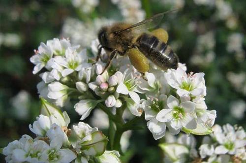 Чем алтайский мед лучше других: уникальные свойства и преимущества 09