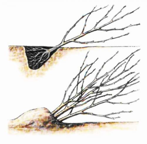 Алыча мара опылители. 