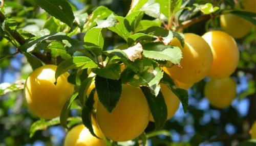 Алыча мара опылители. 