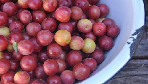 На какой год плодоносит алыча Кубанская комета. Уход за деревьями 03