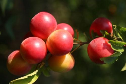 Как обрезать алычу Кубанская комета. Формирование и обрезка алычи 01