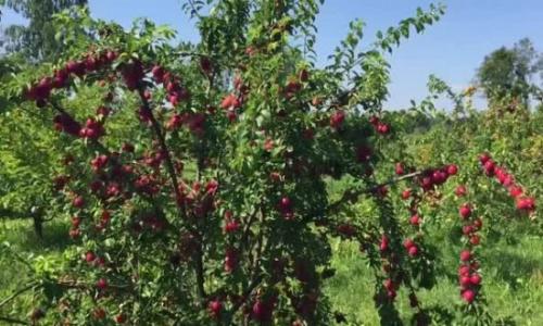 Как формировать алычу Кубанская комета. Описание алычи Кубанская комета