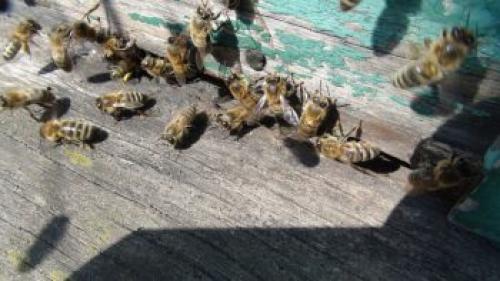 Какую алычу посадить рядом с кубанской кометой. Как правильно посадить саженцы? 02 Какую алычу посадить рядом с кубанской кометой. Как правильно посадить саженцы? 02